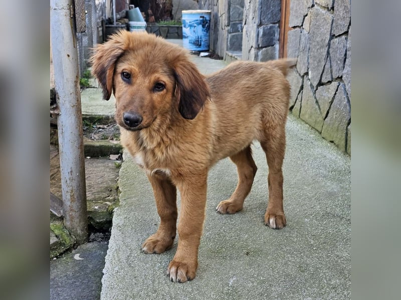 Cookie - Für-Immer-Körbchen gesucht