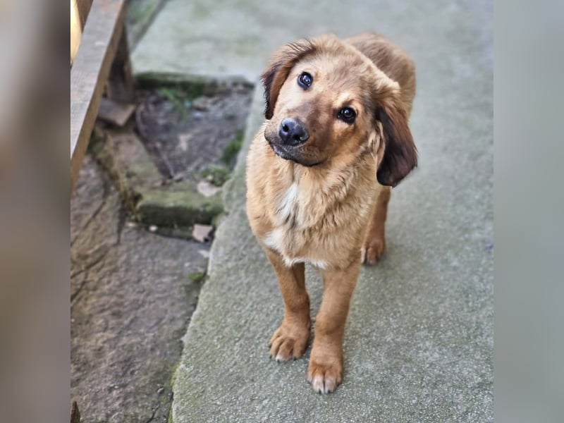 Cookie - Für-Immer-Körbchen gesucht