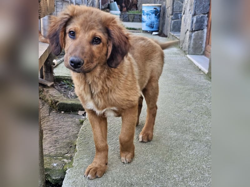 Cookie - Für-Immer-Körbchen gesucht