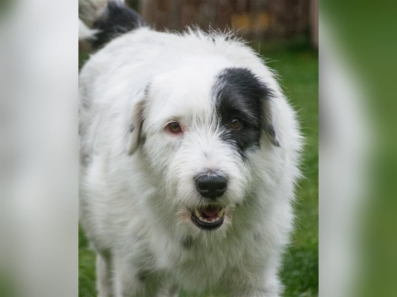 MIRA, Hündin, 3 Jahre jung, sucht ein liebevolles Zuhause und lange Spaziergänge