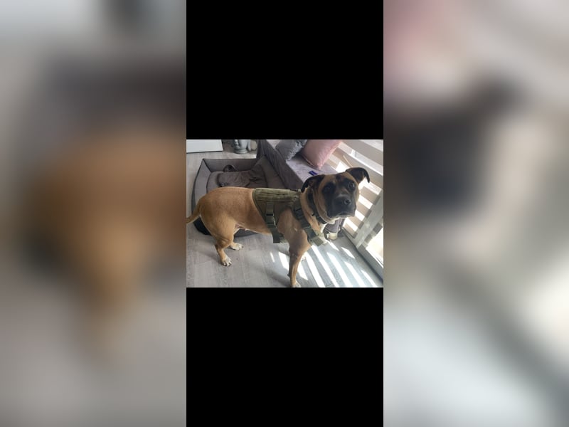 Luna sucht ein liebevolles, hundeerfahrenes Zuhause 