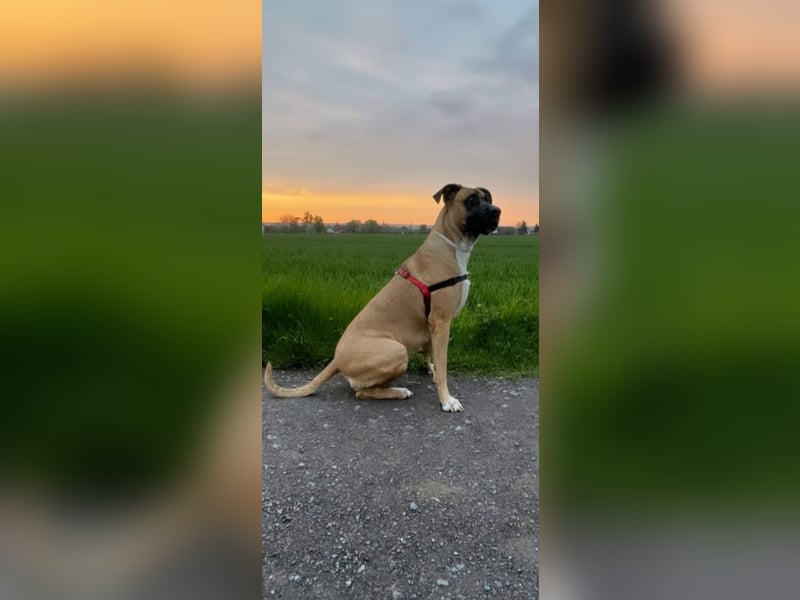 Luna sucht ein liebevolles, hundeerfahrenes Zuhause 