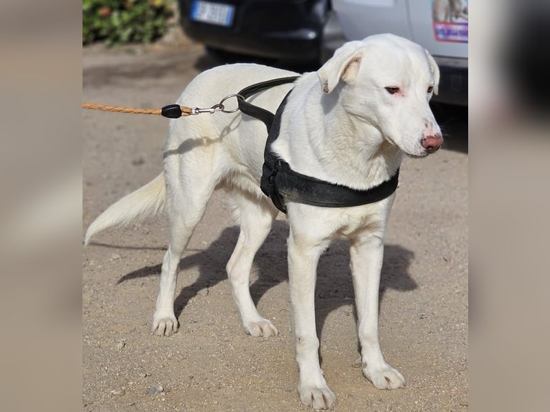 Gitano - wer schenkt mir mein Ticket ins Glück?