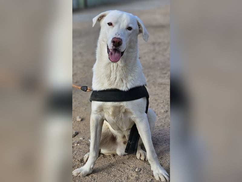 Gitano - wer schenkt mir mein Ticket ins Glück?