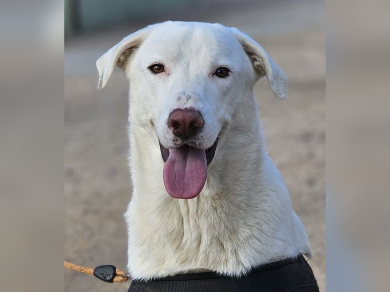 Gitano - wer schenkt mir mein Ticket ins Glück?