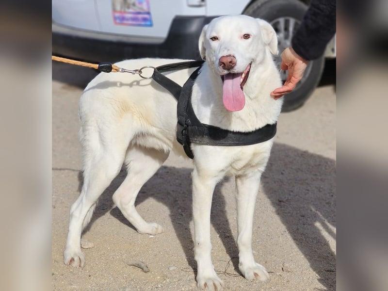 Gitano - wer schenkt mir mein Ticket ins Glück?