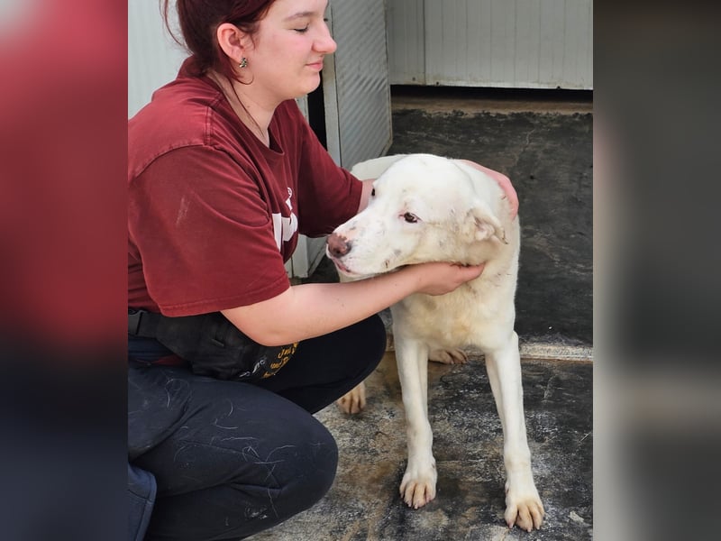 Gitano - wer schenkt mir mein Ticket ins Glück?