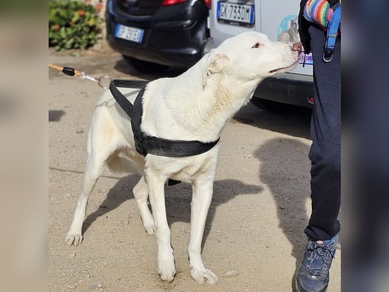 Gitano - wer schenkt mir mein Ticket ins Glück?