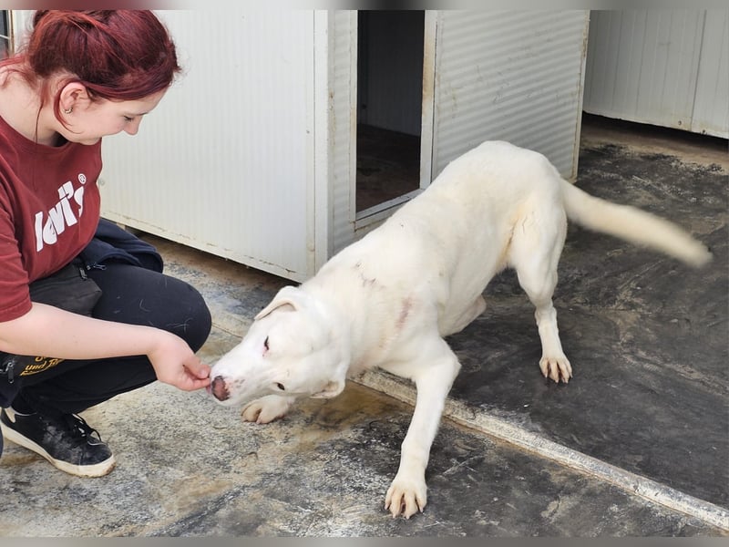 Gitano - wer schenkt mir mein Ticket ins Glück?