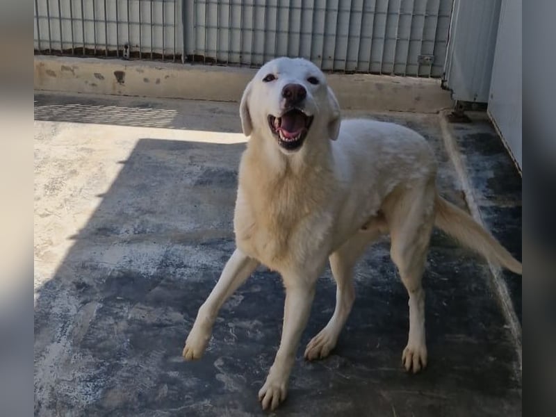 Gitano - wer schenkt mir mein Ticket ins Glück?