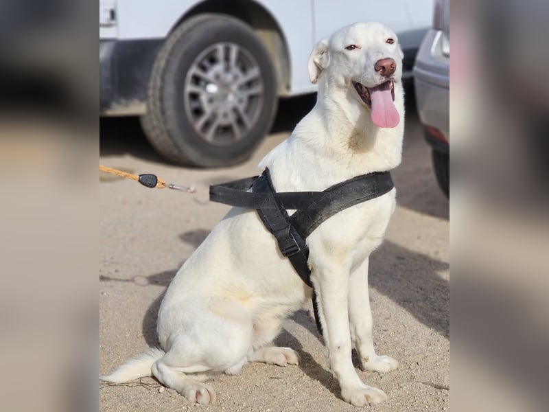 Gitano - wer schenkt mir mein Ticket ins Glück?