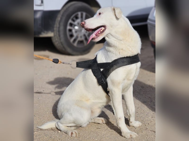 Gitano - wer schenkt mir mein Ticket ins Glück?