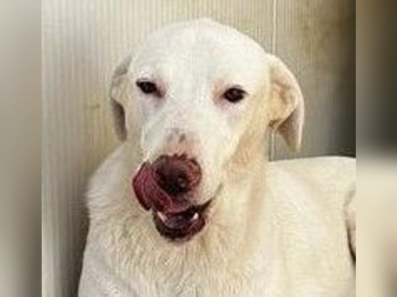 Gitano - wer schenkt mir mein Ticket ins Glück?