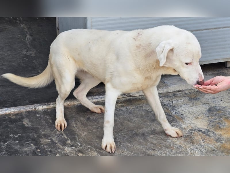 Gitano - wer schenkt mir mein Ticket ins Glück?