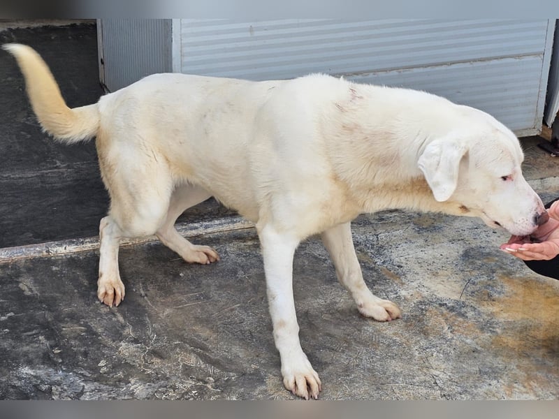 Gitano - wer schenkt mir mein Ticket ins Glück?