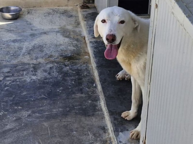 Gitano - wer schenkt mir mein Ticket ins Glück?