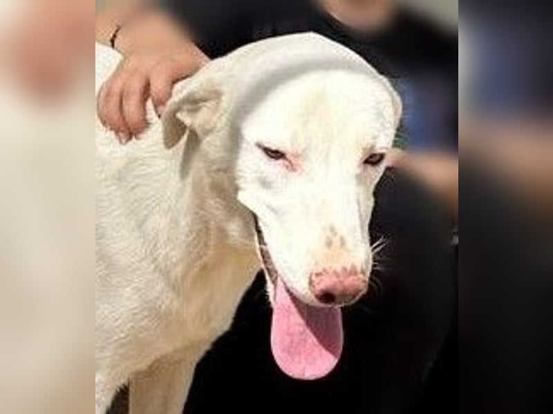 Gitano - wer schenkt mir mein Ticket ins Glück?