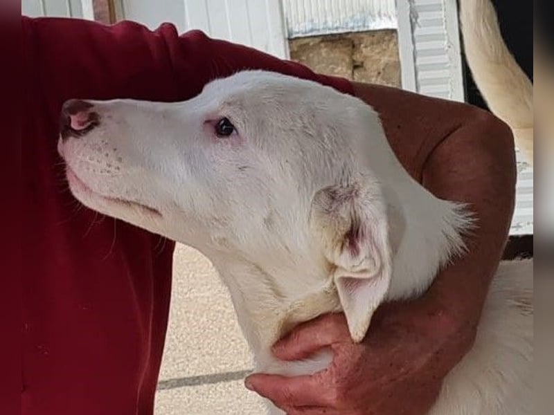 Gitano - wer schenkt mir mein Ticket ins Glück?