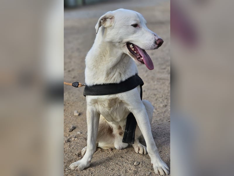 Gitano - wer schenkt mir mein Ticket ins Glück?