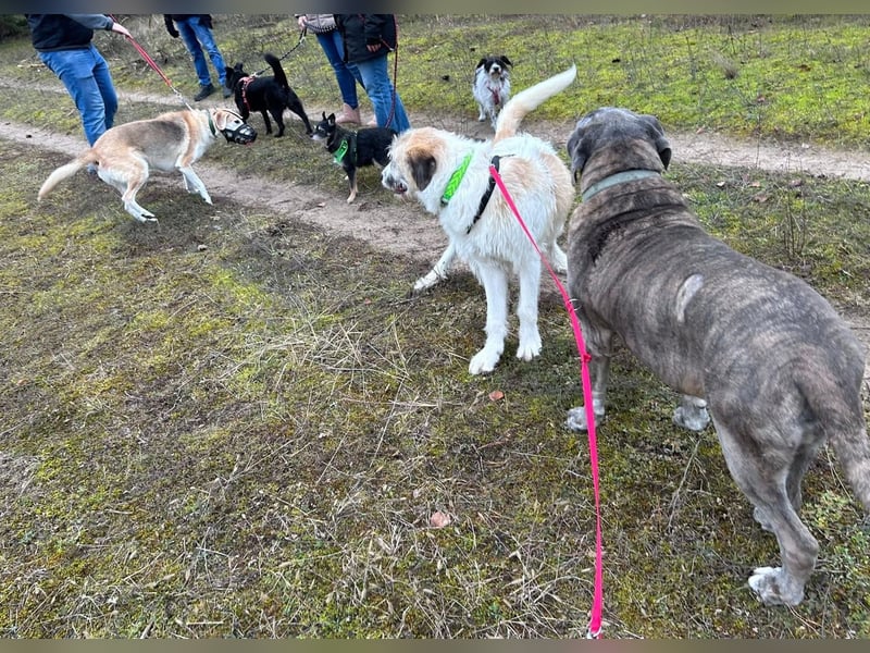 Fussel - verschmust und jung - BEREITS IN DEUTSCHLAND