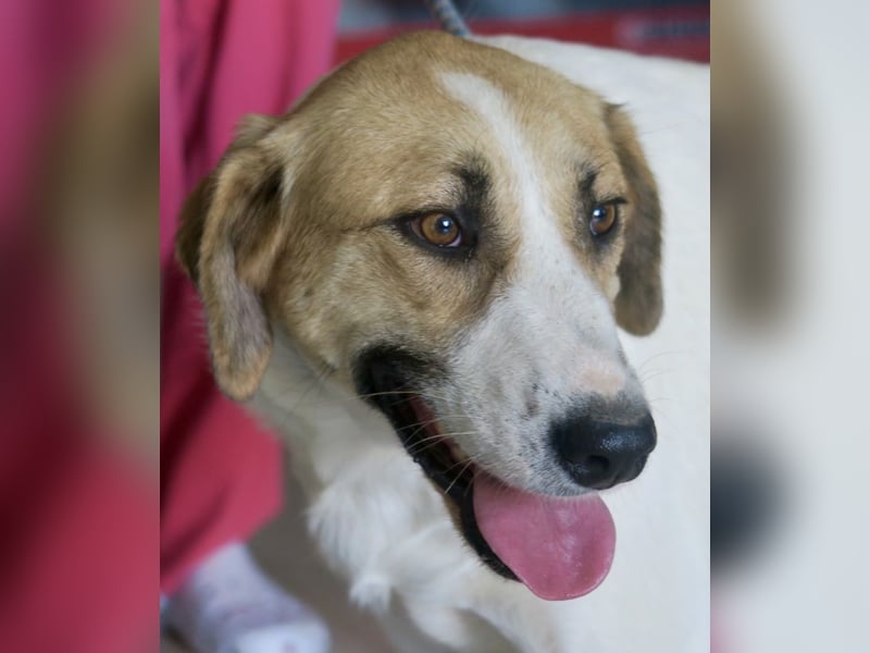 Kira, zurückhaltend, freundlich, aktiv