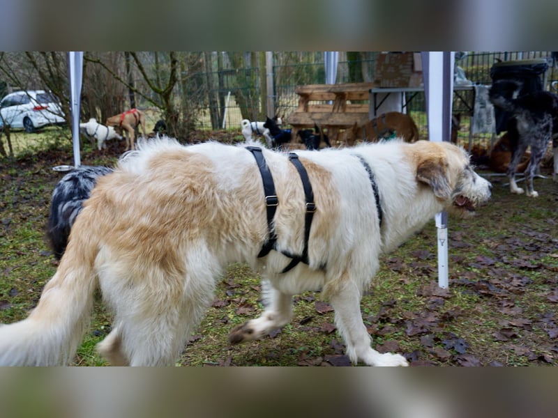 Gala - freundlich und verschmust / BEREITS IN DEUTSCHLAND