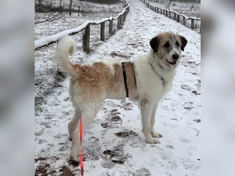 Fussel - verschmust und jung - BEREITS IN DEUTSCHLAND