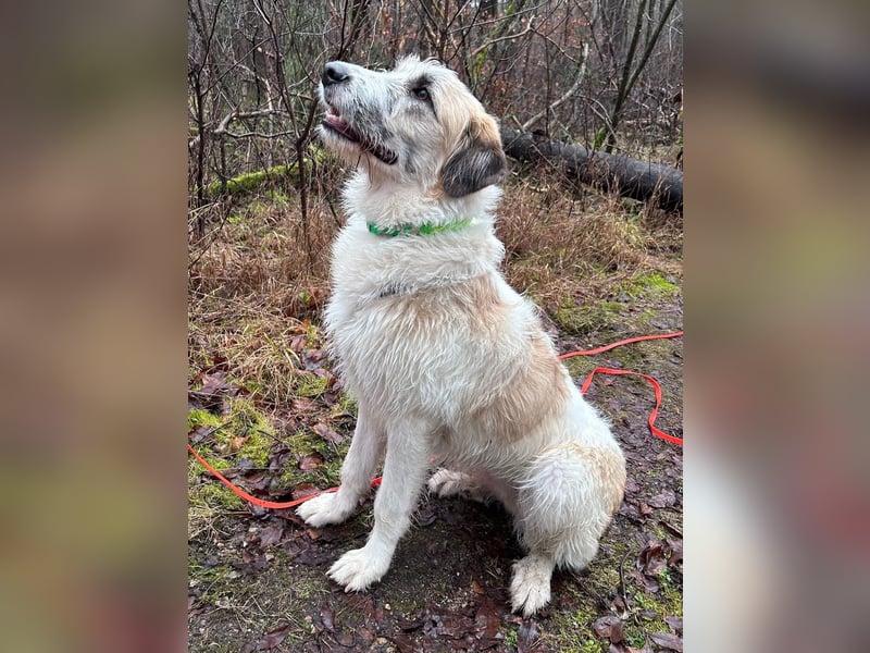 Fussel - verschmust und jung - BEREITS IN DEUTSCHLAND