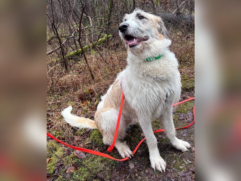 Fussel - verschmust und jung - BEREITS IN DEUTSCHLAND