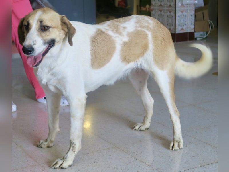 Kira, zurückhaltend, freundlich, aktiv