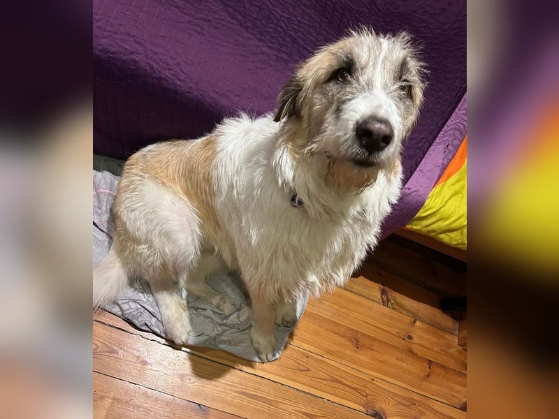 Fussel - verschmust und jung - BEREITS IN DEUTSCHLAND