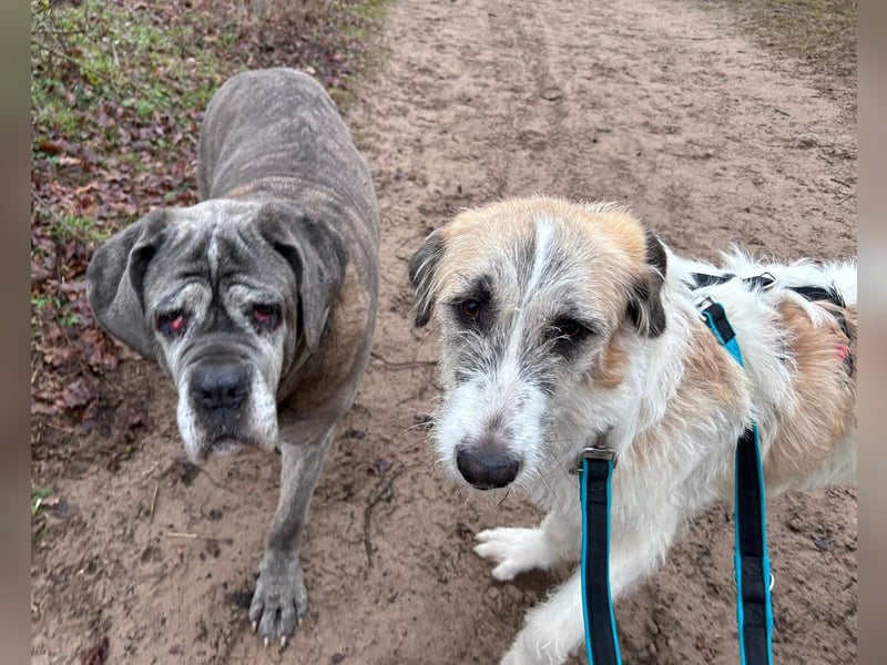 Fussel - verschmust und jung - BEREITS IN DEUTSCHLAND