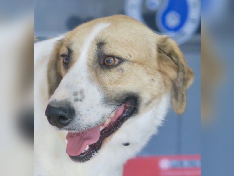 Kira, zurückhaltend, freundlich, aktiv