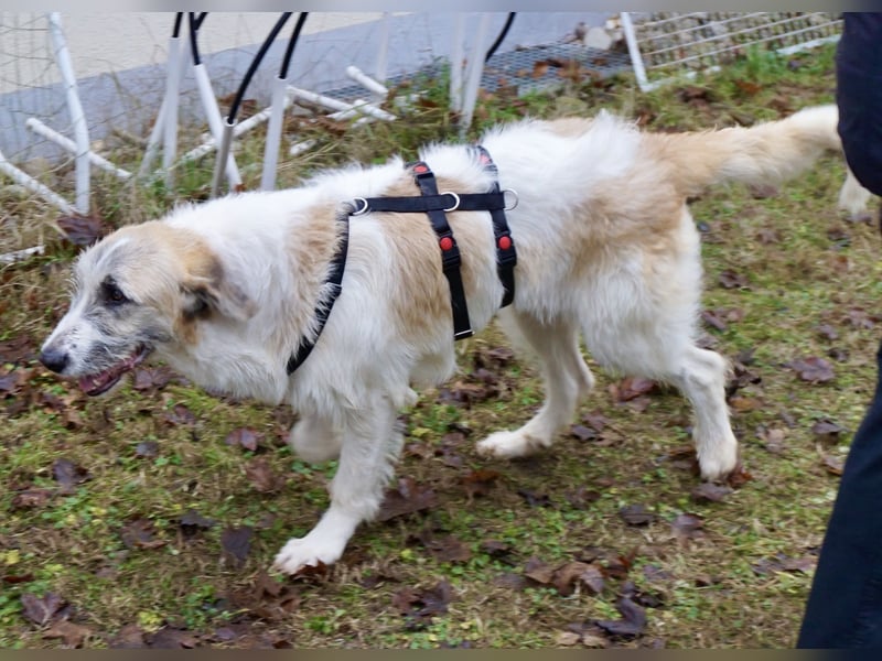 Gala - freundlich und verschmust / BEREITS IN DEUTSCHLAND