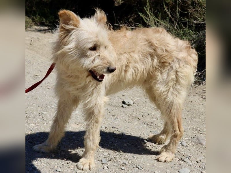 Pelu, vorsichtig, lernwillig, gut sozialisiert