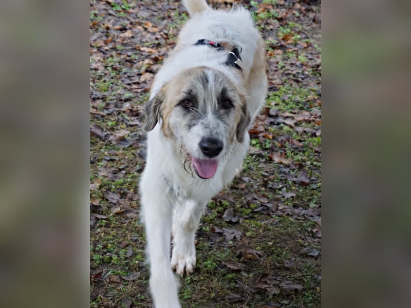 Gala - freundlich und verschmust / BEREITS IN DEUTSCHLAND