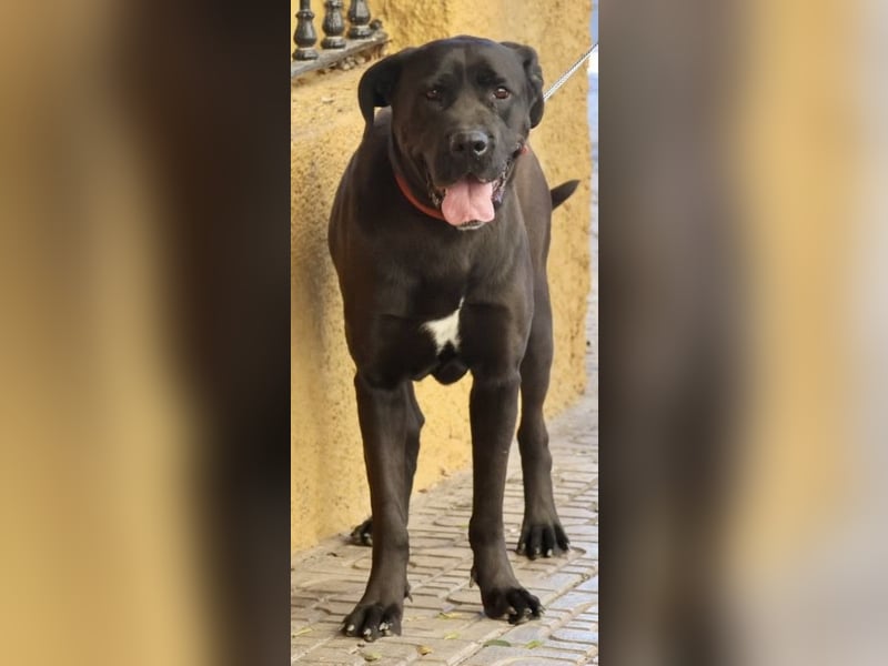 Xena - zutraulich, verschmust und lernwillig