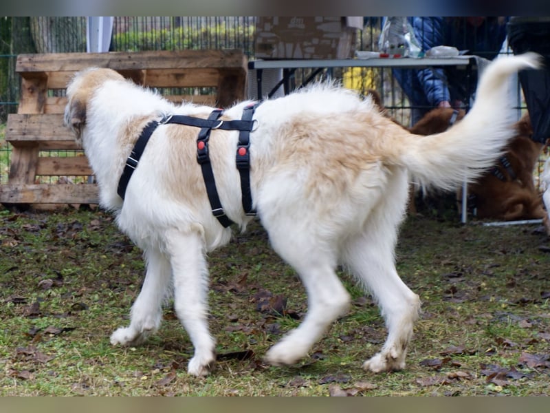 Gala - freundlich und verschmust / BEREITS IN DEUTSCHLAND