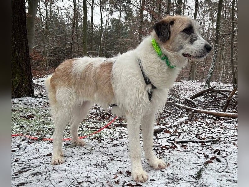 Fussel / Gala , verspielt, zutraulich und freundlich