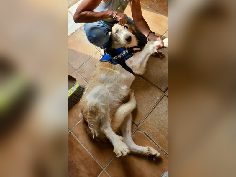 Fussel / Gala , verspielt, zutraulich und freundlich