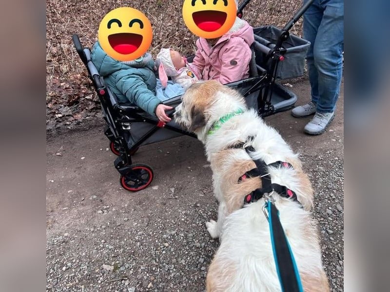 Fussel / Gala , verspielt, zutraulich und freundlich