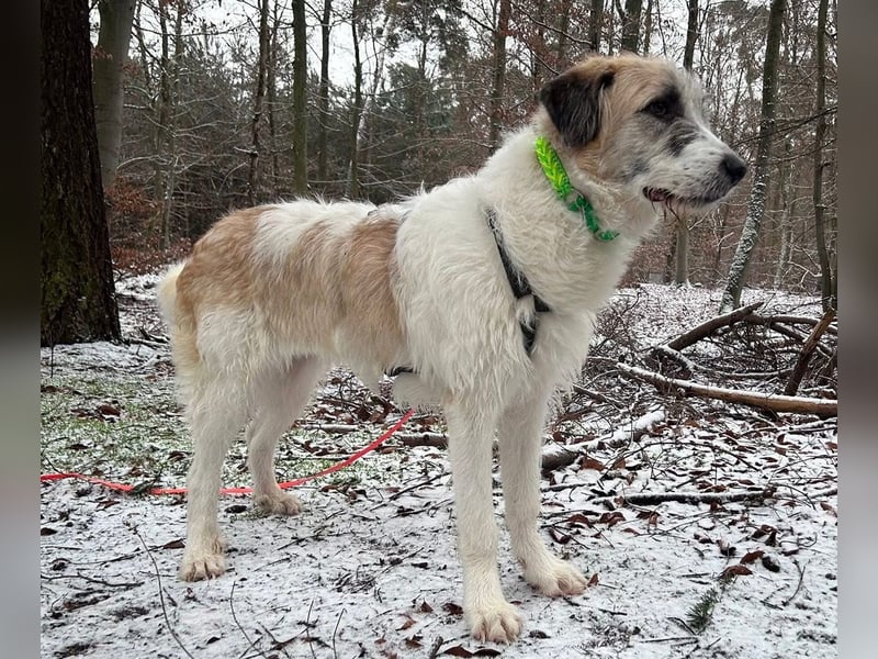 Fussel - verschmust und jung - BEREITS IN DEUTSCHLAND