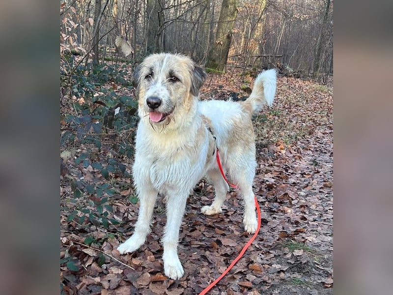 Fussel - verschmust und jung - BEREITS IN DEUTSCHLAND