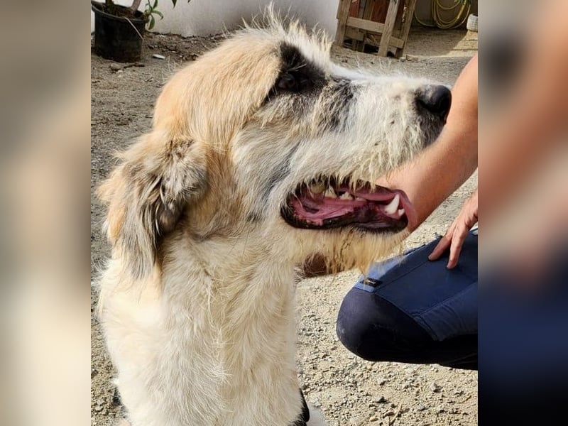 Gala - freundlich und verschmust / BEREITS IN DEUTSCHLAND