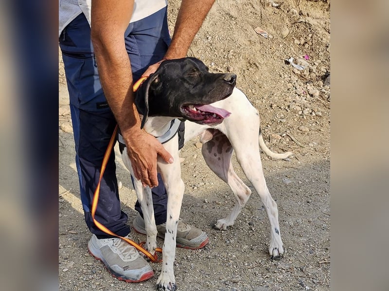 Vincente - freundlich, lernwillig und verspielt