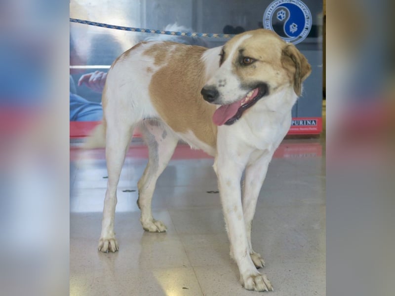 Kira, zurückhaltend, freundlich, aktiv