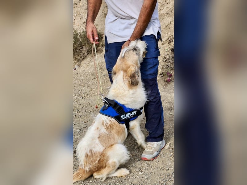 Fussel / Gala , verspielt, zutraulich und freundlich