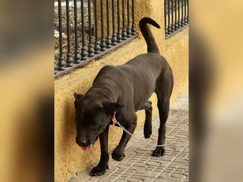 Xena - zutraulich, verschmust und lernwillig