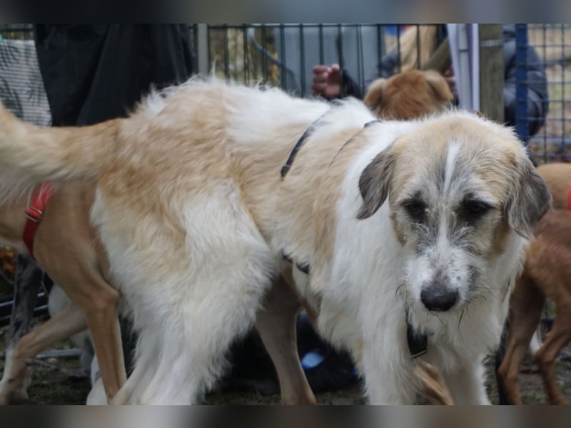 Gala - freundlich und verschmust / BEREITS IN DEUTSCHLAND