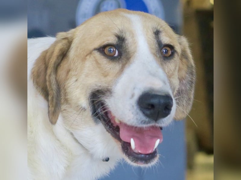 Kira, zurückhaltend, freundlich, aktiv